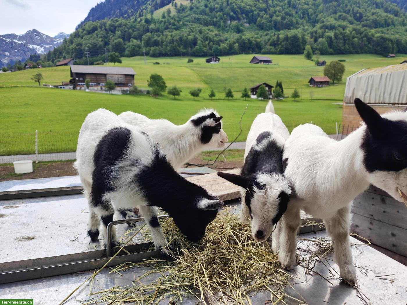 Bild 2: Junge Zwergziegen Mädels suchen neues Zuhause