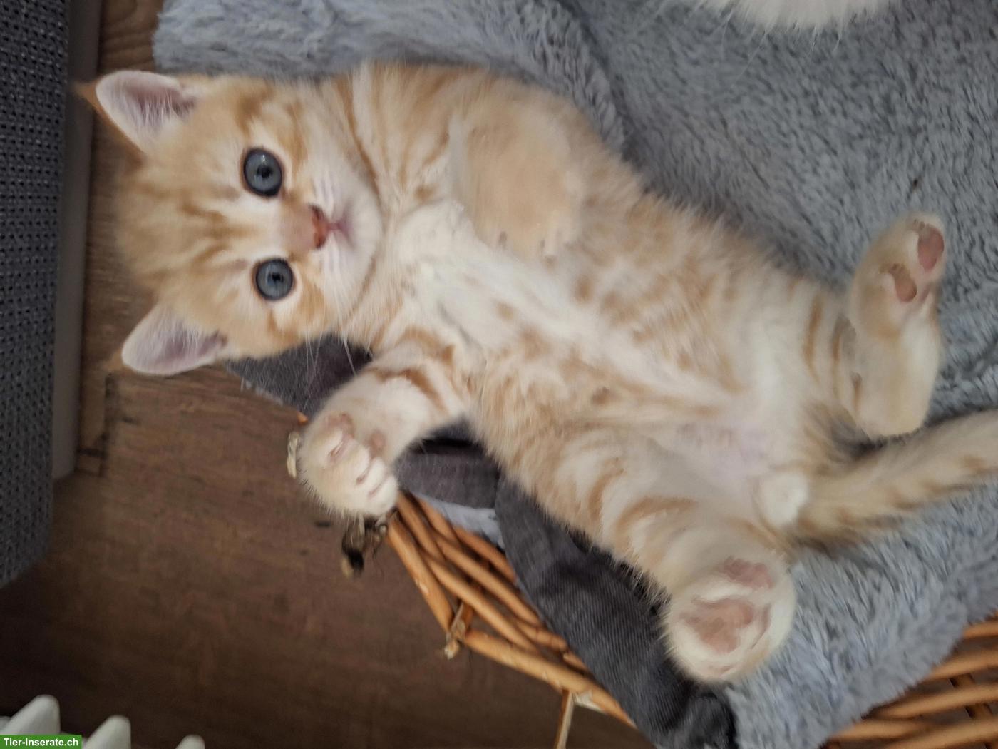 Herzige junge BKH Kitten, Rot-Tabby