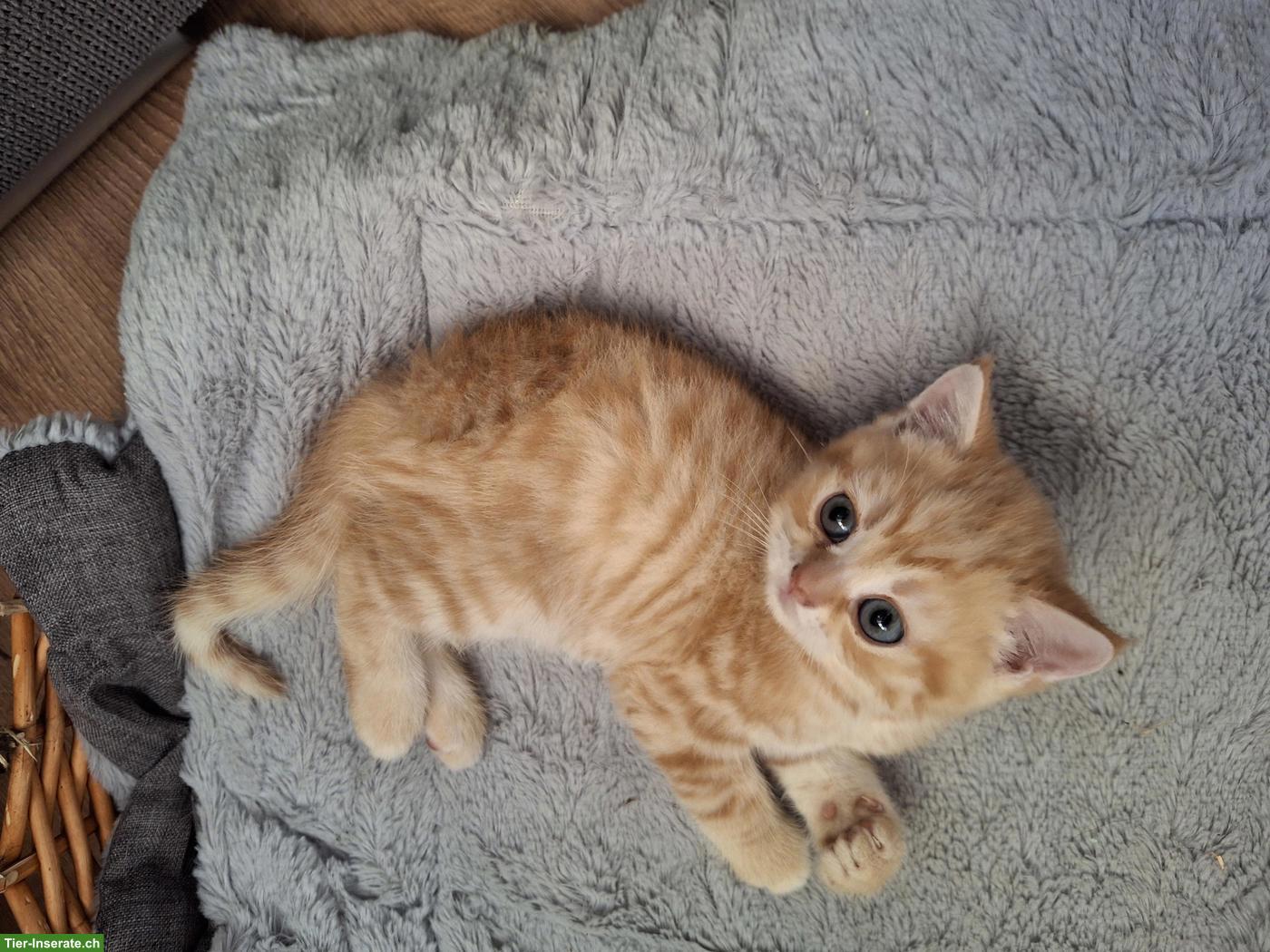 Bild 2: Herzige junge BKH Kitten, Rot-Tabby