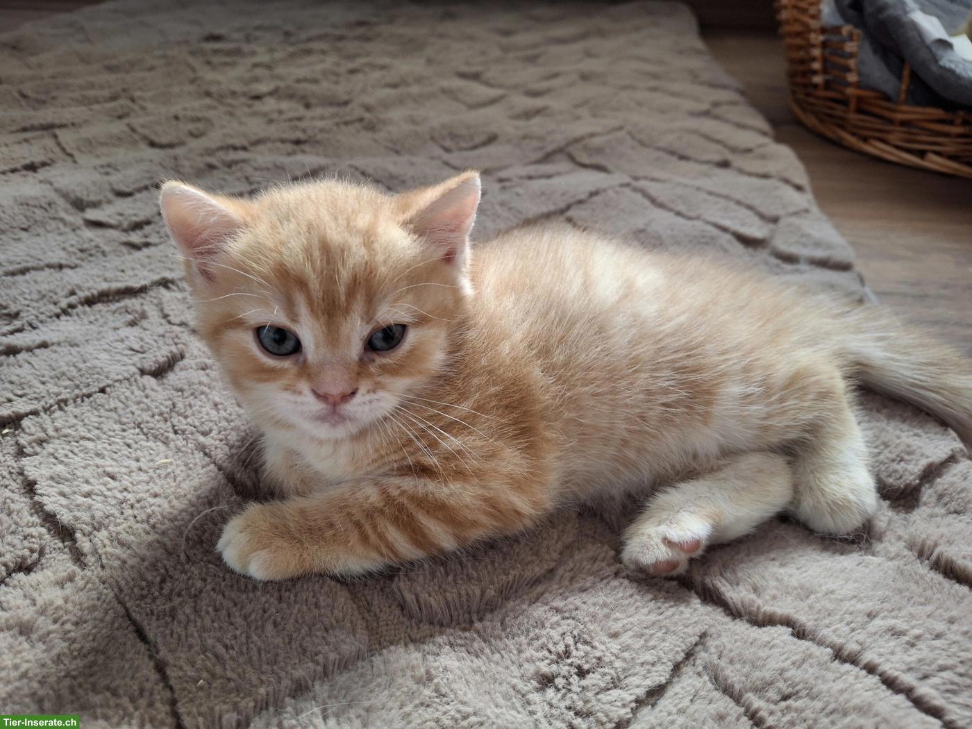 Bild 3: Herzige junge BKH Kitten, Rot-Tabby