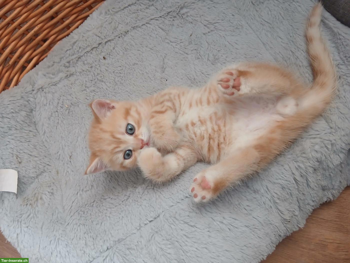 Bild 4: Herzige junge BKH Kitten, Rot-Tabby