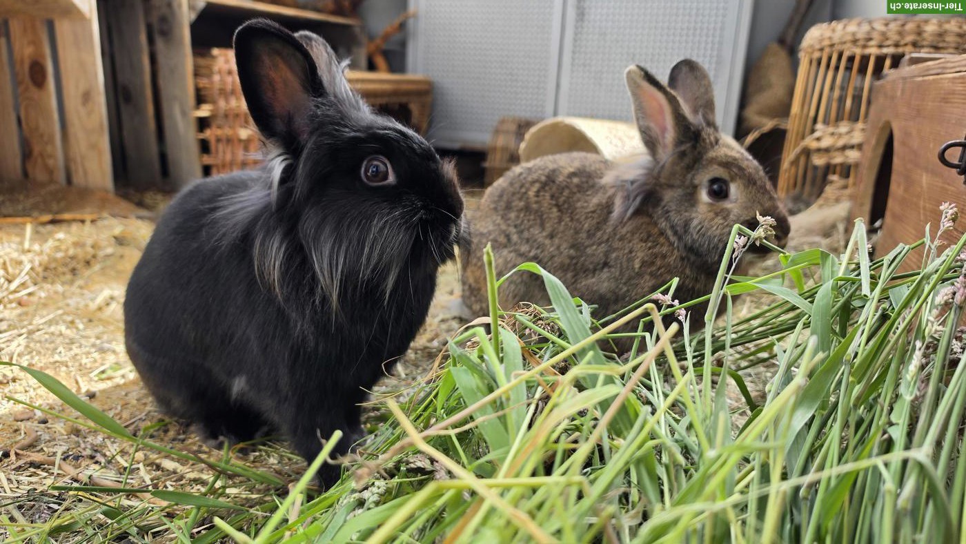 Bild 3: Zwergwidder Bock zum Decken gesucht