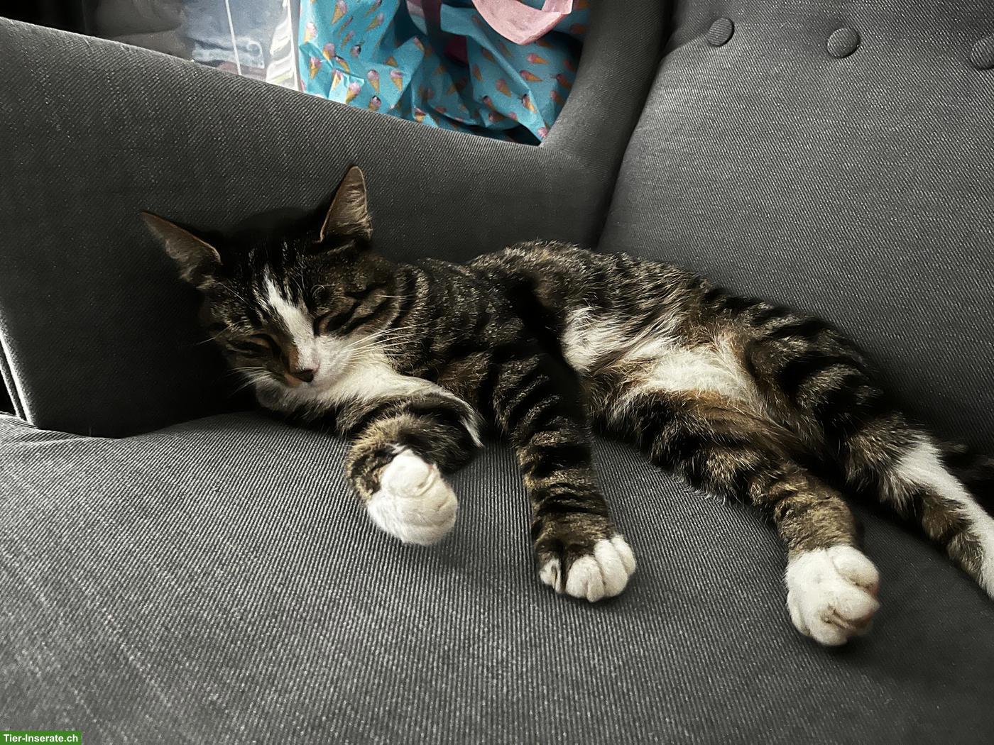 Kater Edi braucht ein neues Daheim