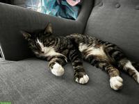 Kater Edi braucht ein neues Daheim