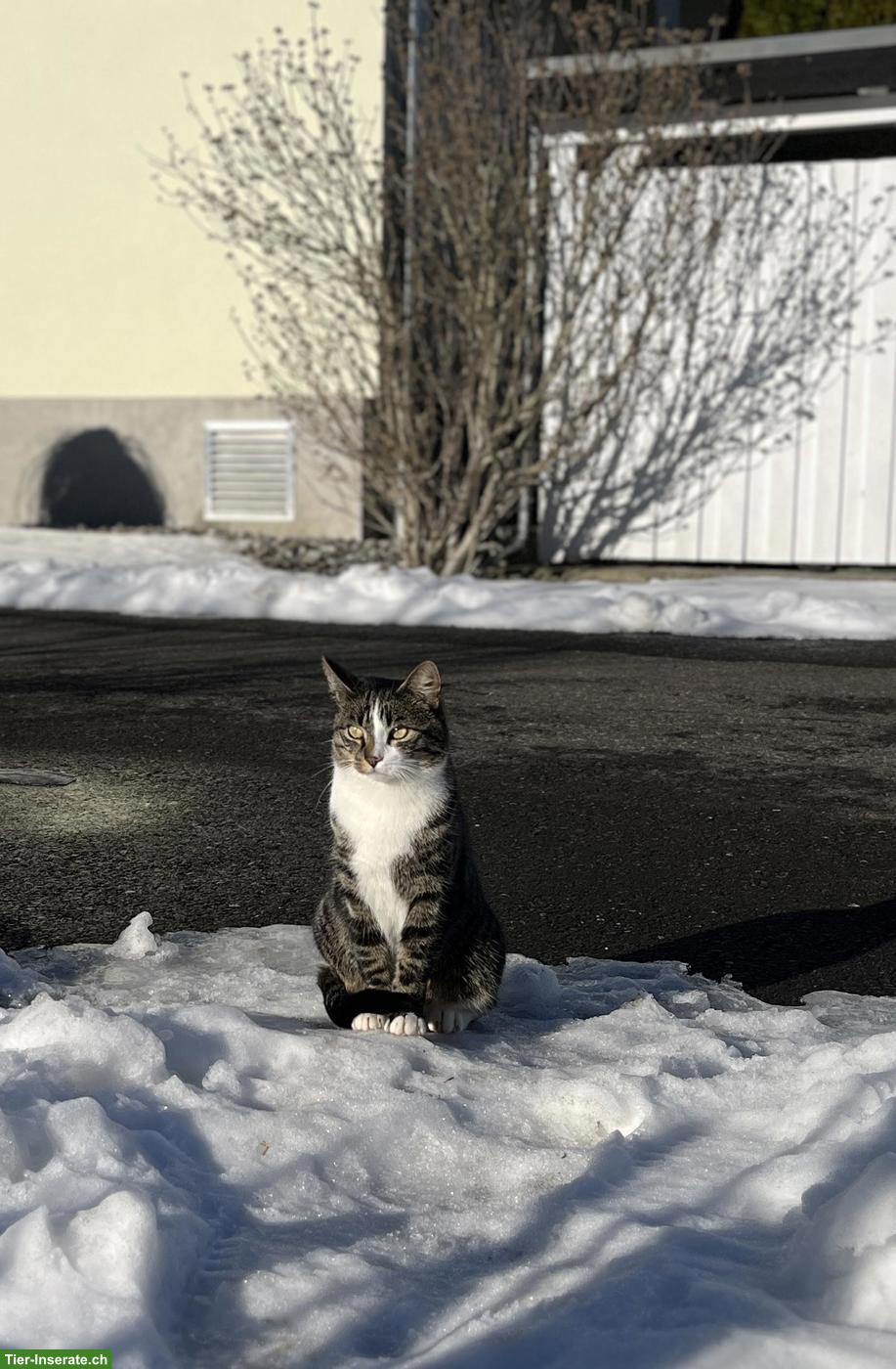 Bild 2: Kater Edi braucht ein neues Daheim