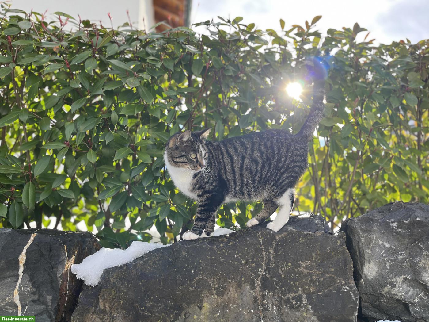 Bild 3: Kater Edi braucht ein neues Daheim