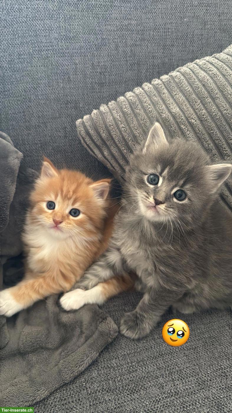 Verschmuste Maine Coon Mix Kitten suchen Zuhause