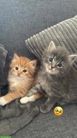 Verschmuste Maine Coon Mix Kitten suchen Zuhause