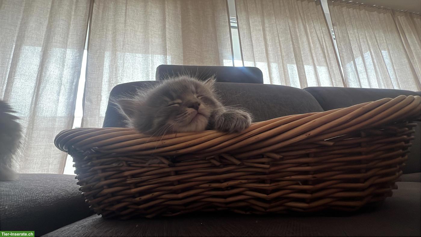 Bild 2: Verschmuste Maine Coon Mix Kitten suchen Zuhause