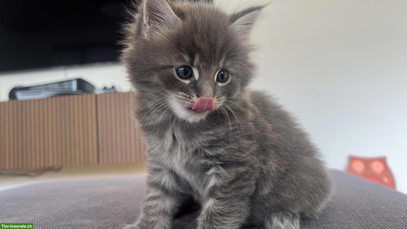 Bild 3: Verschmuste Maine Coon Mix Kitten suchen Zuhause