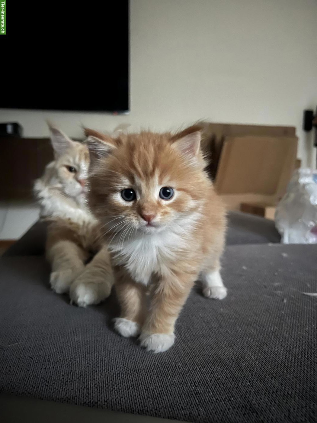 Bild 4: Verschmuste Maine Coon Mix Kitten suchen Zuhause