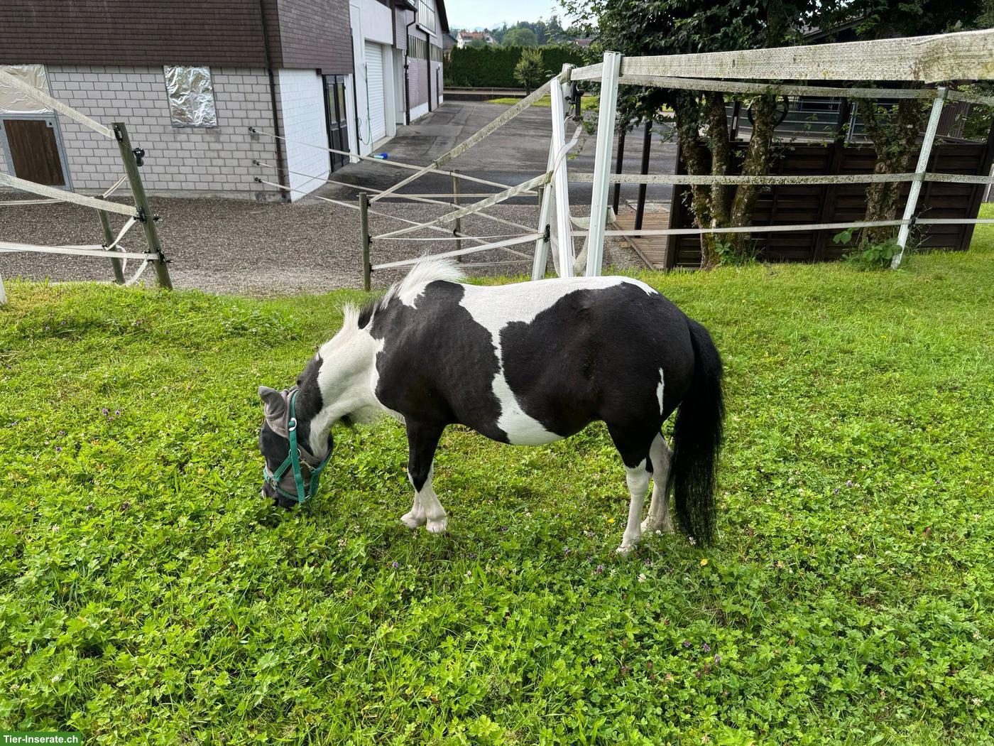 Bild 2: Falabella und Mini-Shetty Stuten suchen dringend neues Zuhause