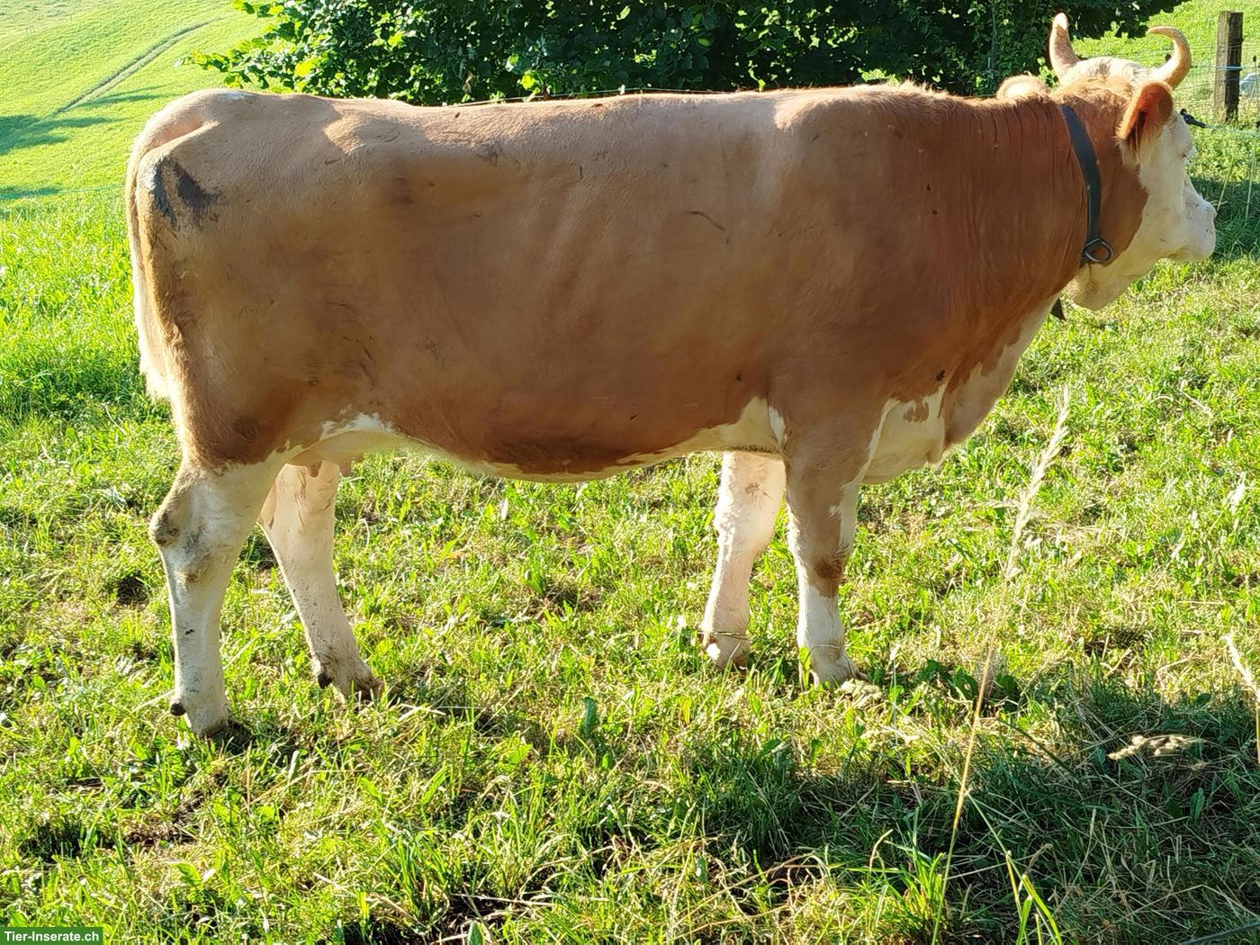 Simmentaler Erstlingskuh zu verkaufen