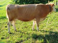 Simmentaler Erstlingskuh zu verkaufen