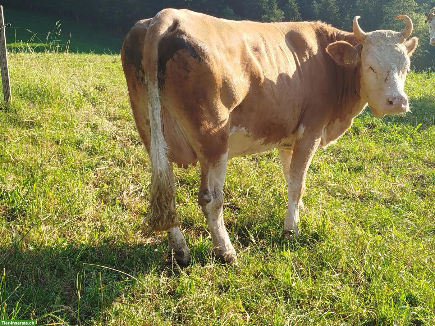 Bild 2: Simmentaler Erstlingskuh zu verkaufen