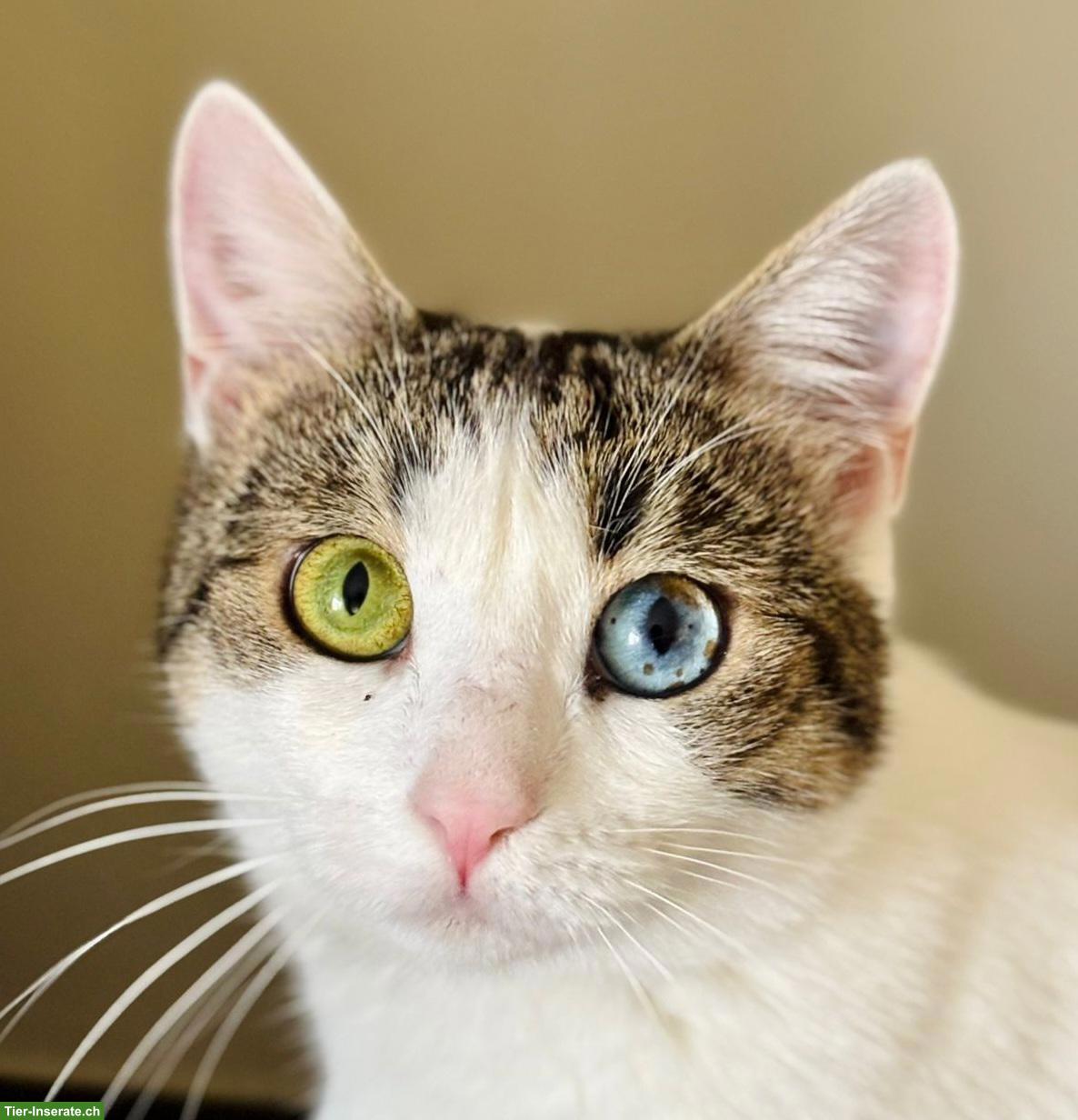 Junge Katze Jasmin sucht liebes Zuhause als Einzelprinzessin