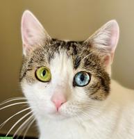 Junge Katze Jasmin sucht liebevolles Zuhause als Einzelprinzessin
