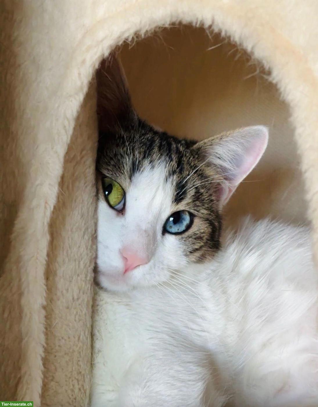 Bild 2: Junge Katze Jasmin sucht liebes Zuhause als Einzelprinzessin