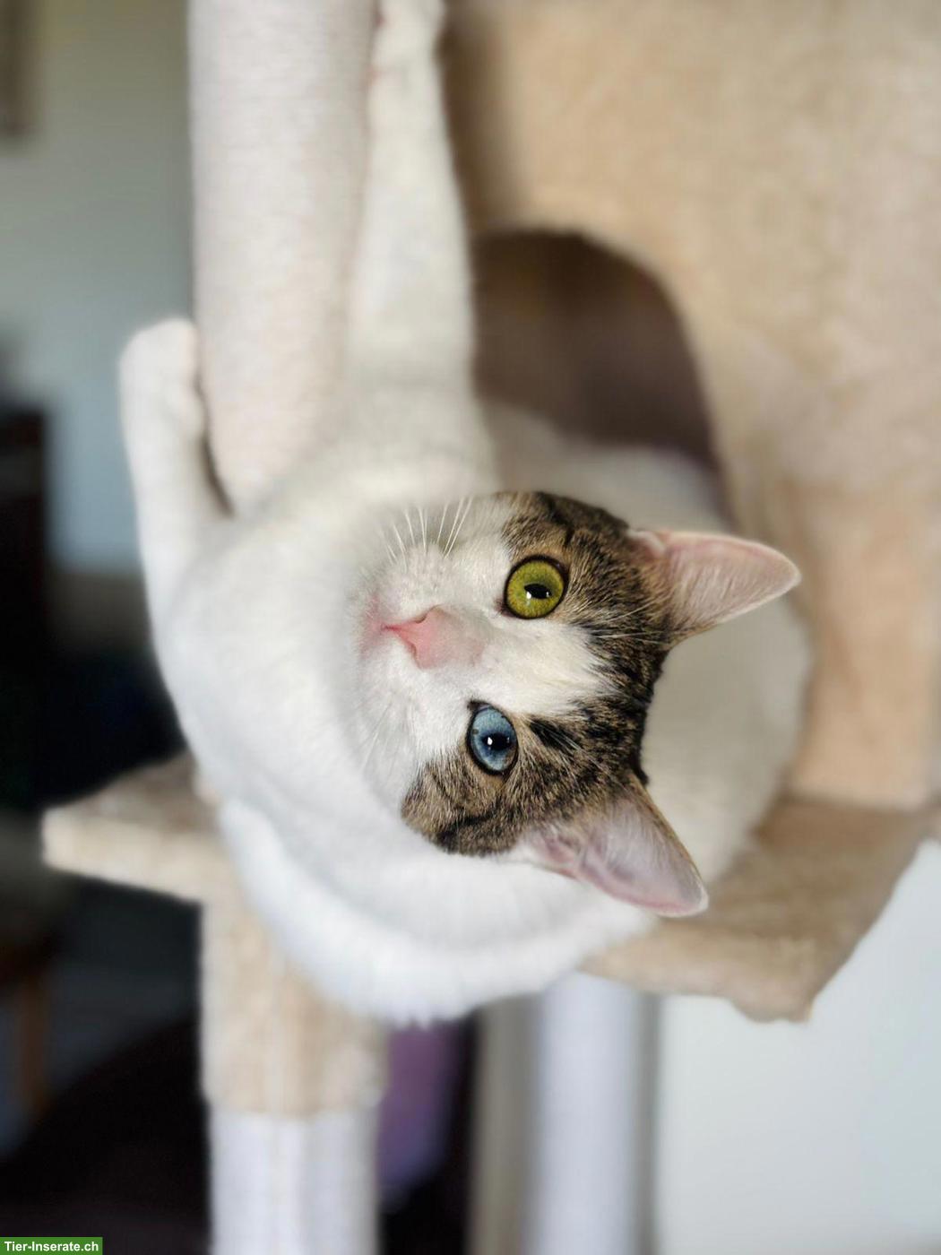 Bild 3: Junge Katze Jasmin sucht liebes Zuhause als Einzelprinzessin