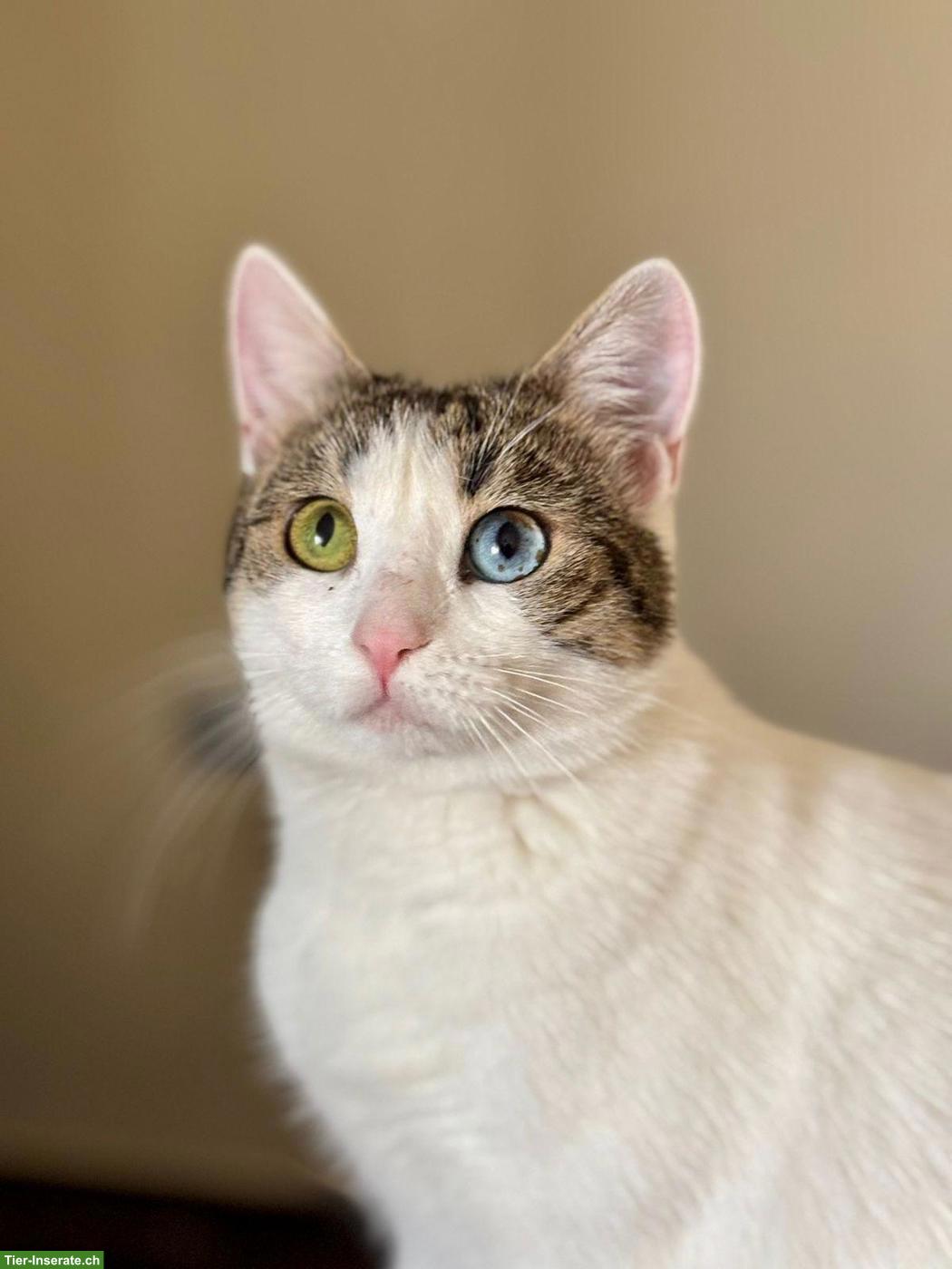 Bild 4: Junge Katze Jasmin sucht liebes Zuhause als Einzelprinzessin