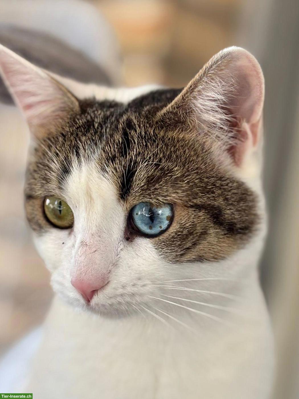 Bild 5: Junge Katze Jasmin sucht liebes Zuhause als Einzelprinzessin