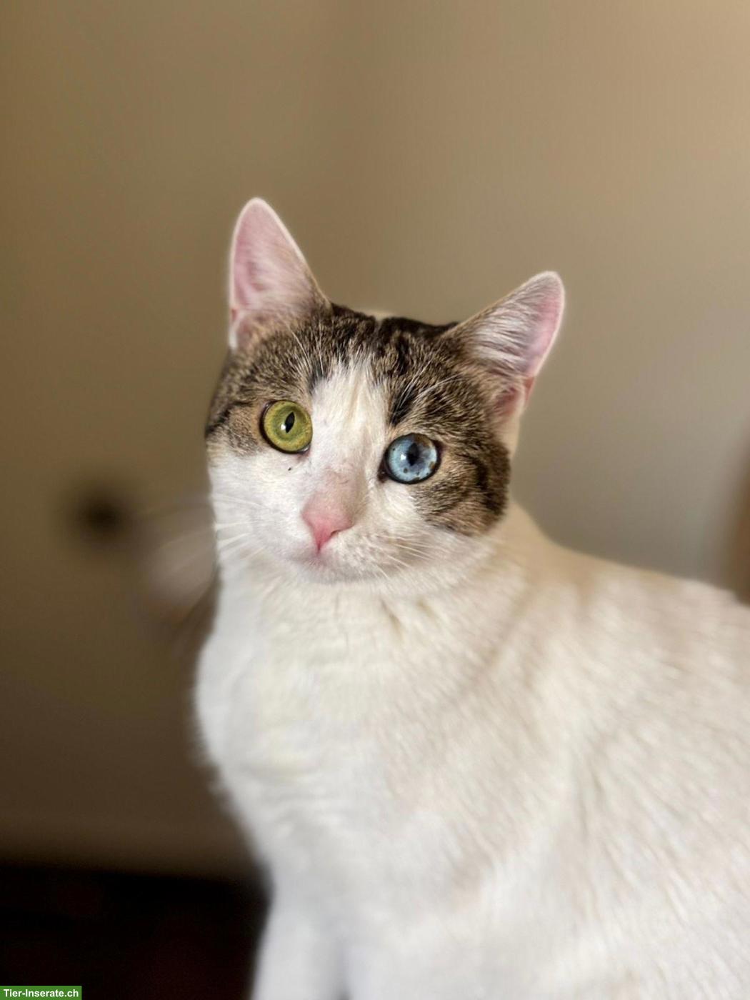 Bild 7: Junge Katze Jasmin sucht liebes Zuhause als Einzelprinzessin