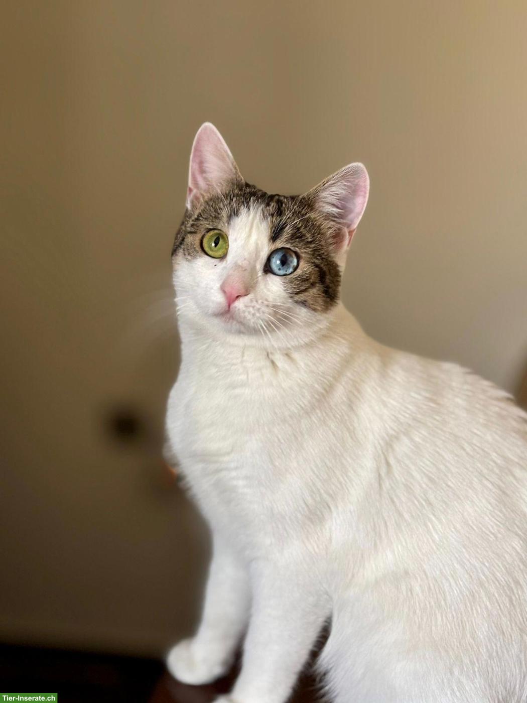 Bild 8: Junge Katze Jasmin sucht liebes Zuhause als Einzelprinzessin