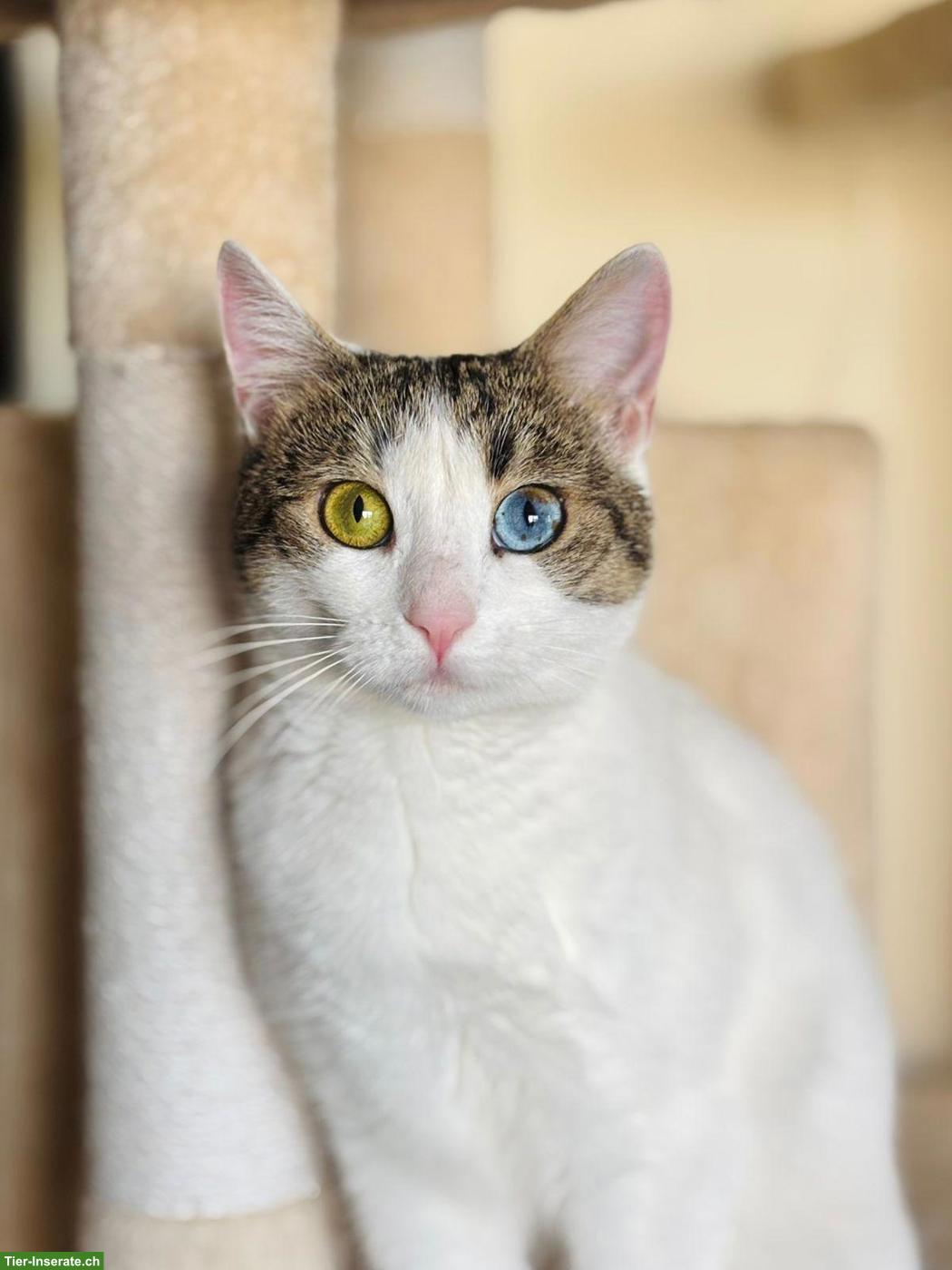 Bild 9: Junge Katze Jasmin sucht liebes Zuhause als Einzelprinzessin