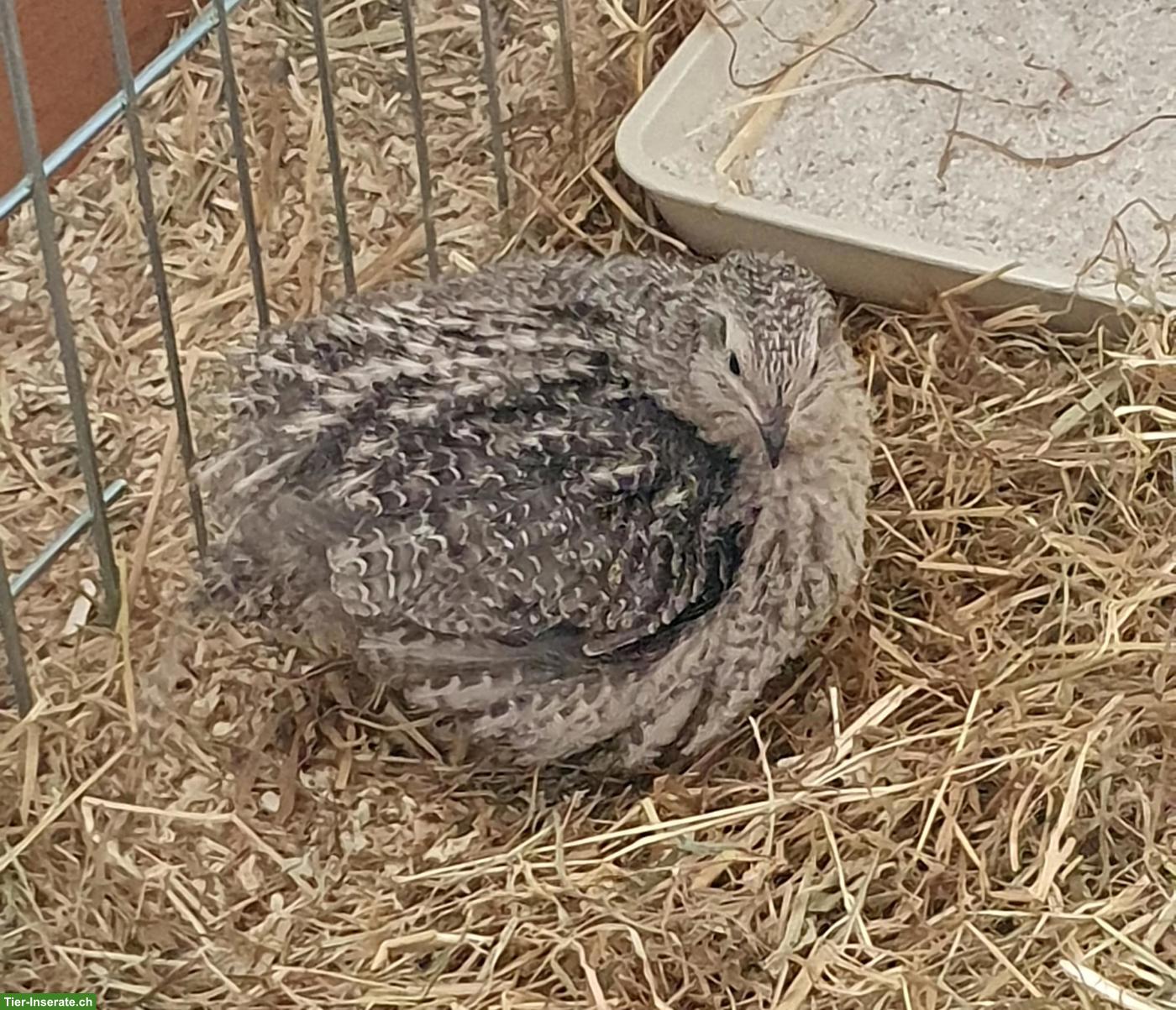 Bild 10: Wachtelhahn gratis abzugeben