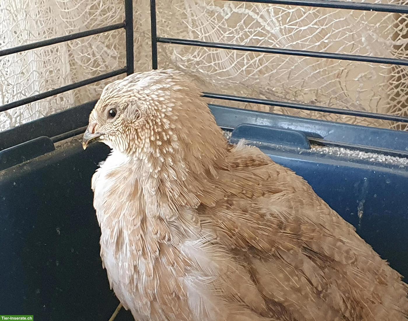 Bild 2: Wachtelhahn gratis abzugeben