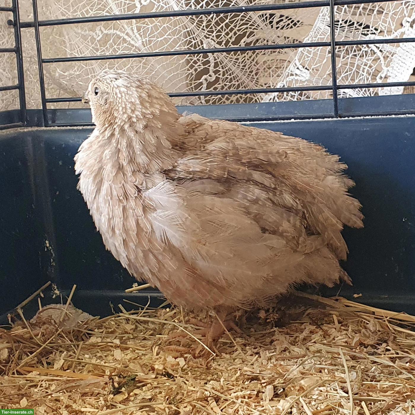 Bild 3: Wachtelhahn gratis abzugeben