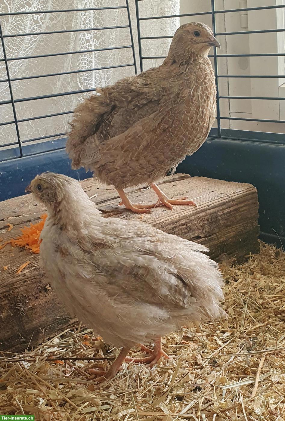 Bild 5: Wachtelhahn gratis abzugeben