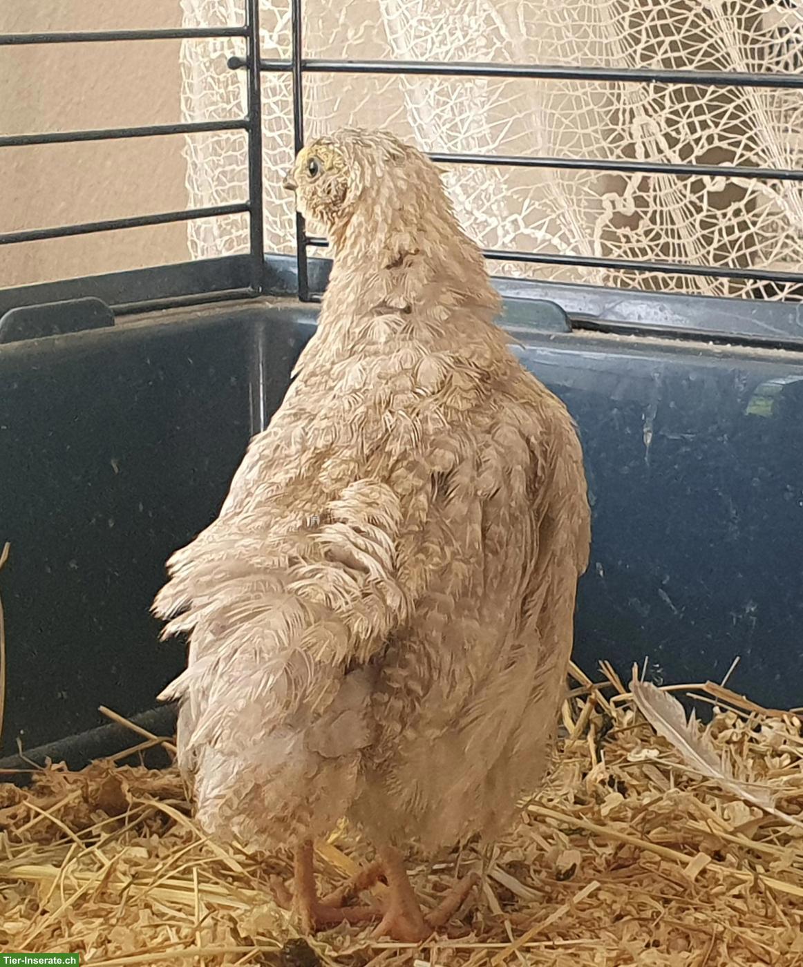Bild 6: Wachtelhahn gratis abzugeben