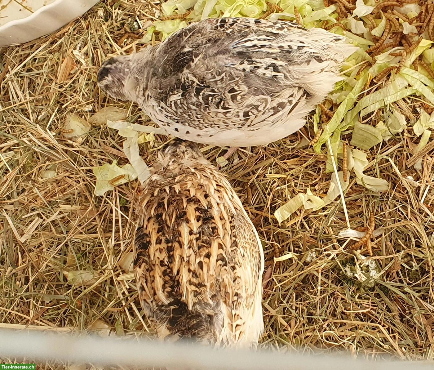 Bild 7: Wachtelhahn gratis abzugeben
