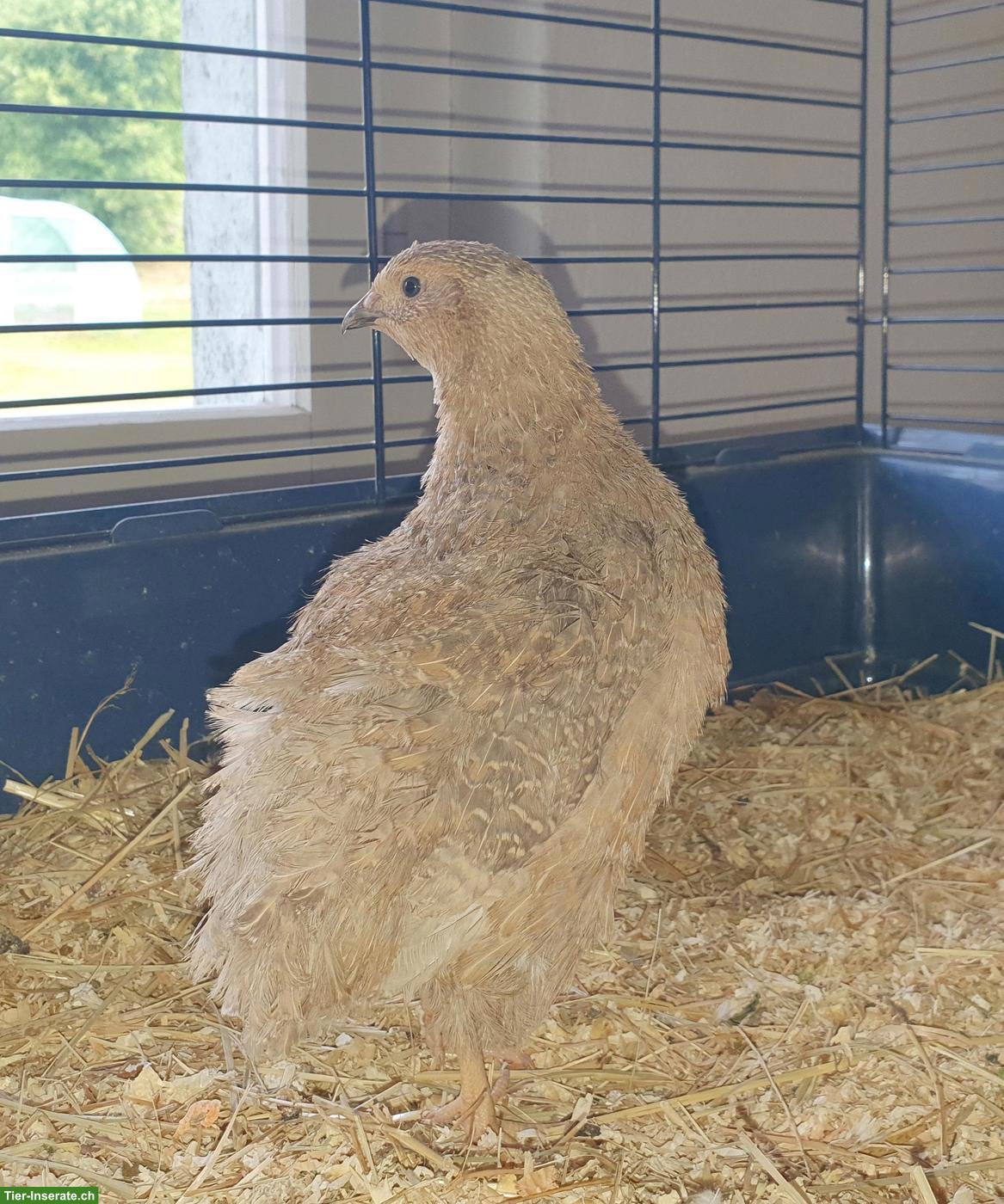 Bild 8: Wachtelhahn gratis abzugeben