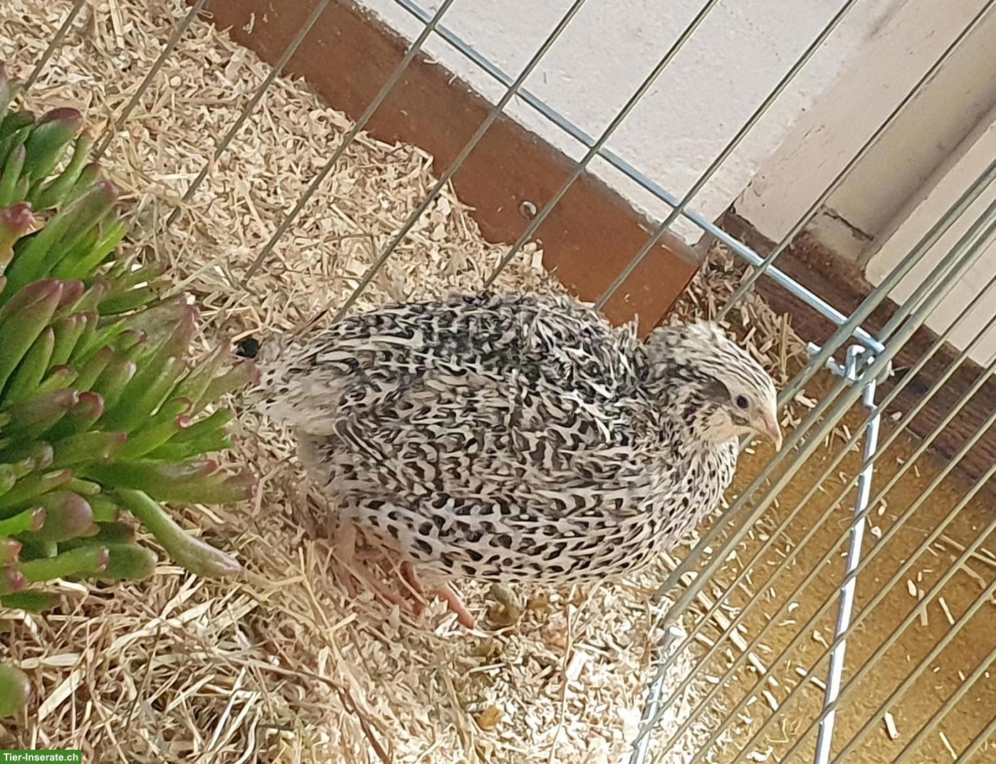 Bild 9: Wachtelhahn gratis abzugeben