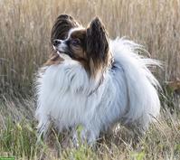 Papillon Rüde sucht aktiven Einzelplatz