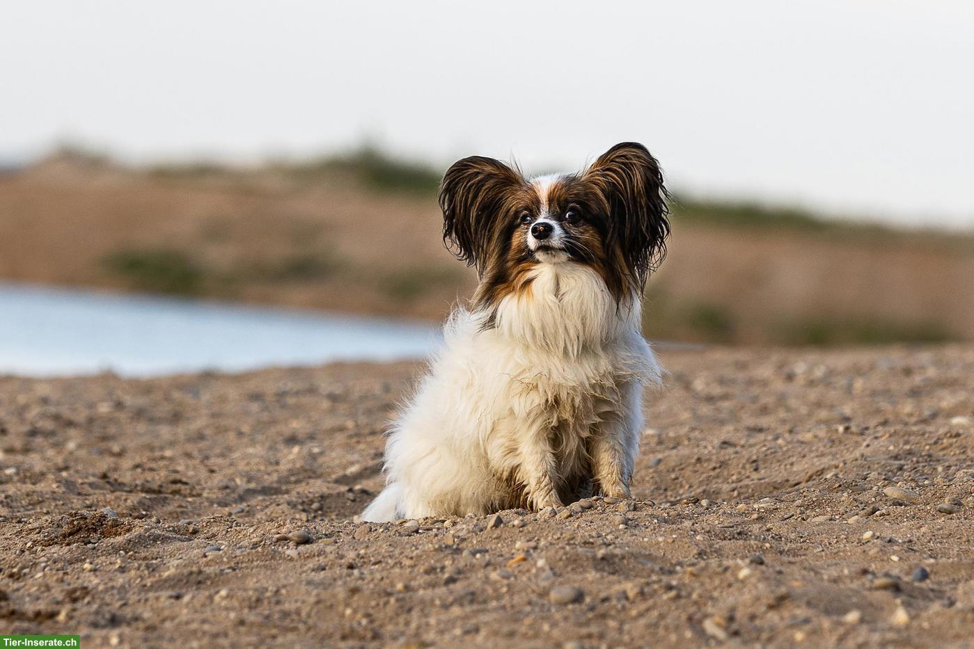 Bild 2: Papillon Rüde sucht aktiven Einzelplatz