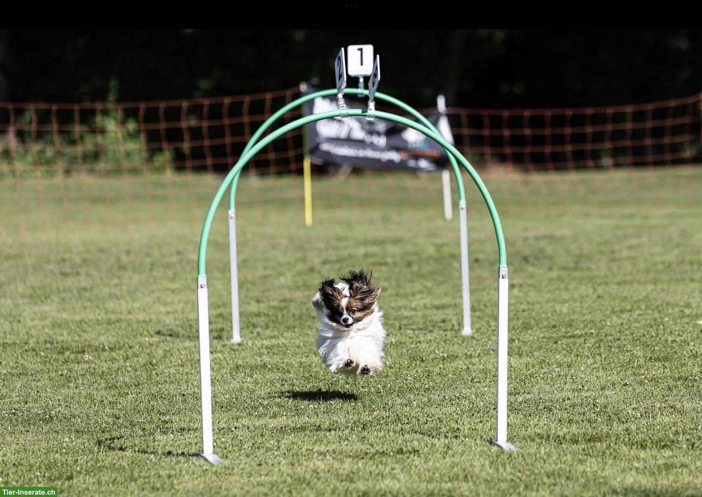 Bild 3: Papillon Rüde sucht aktiven Einzelplatz