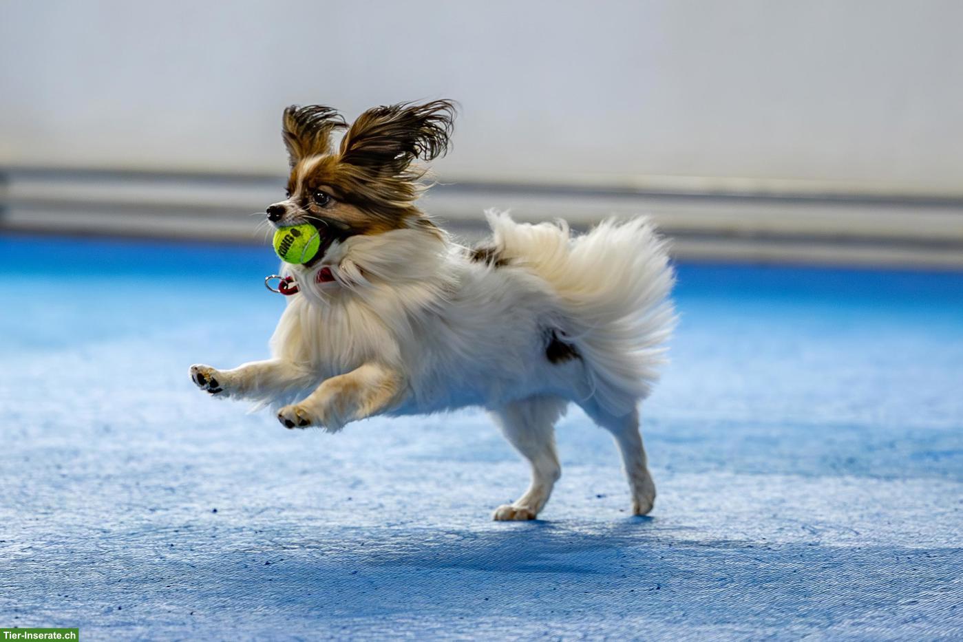 Bild 4: Papillon Rüde sucht aktiven Einzelplatz
