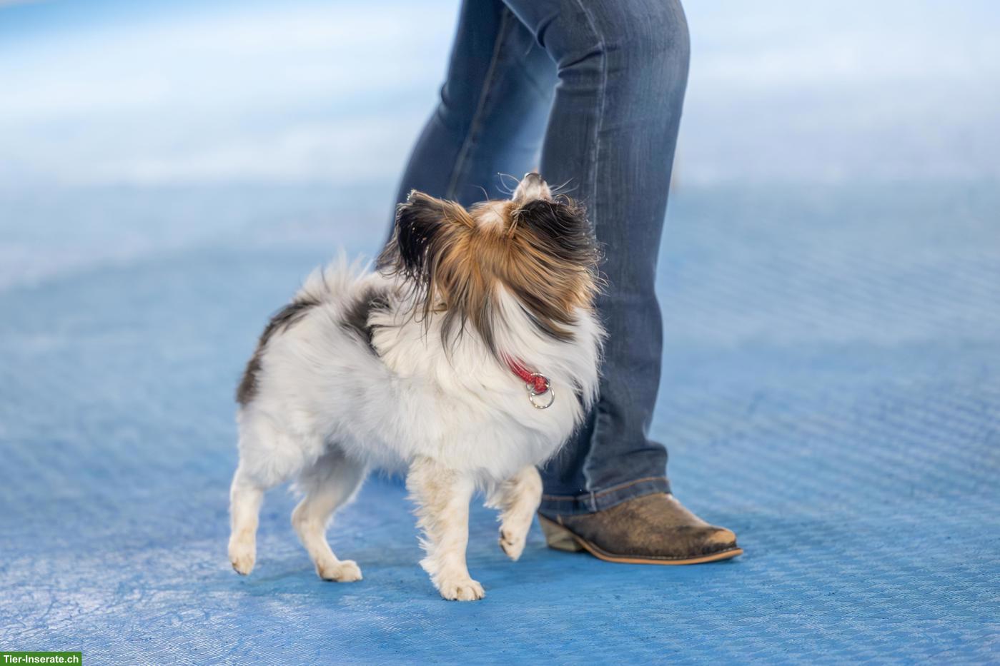 Bild 5: Papillon Rüde sucht aktiven Einzelplatz