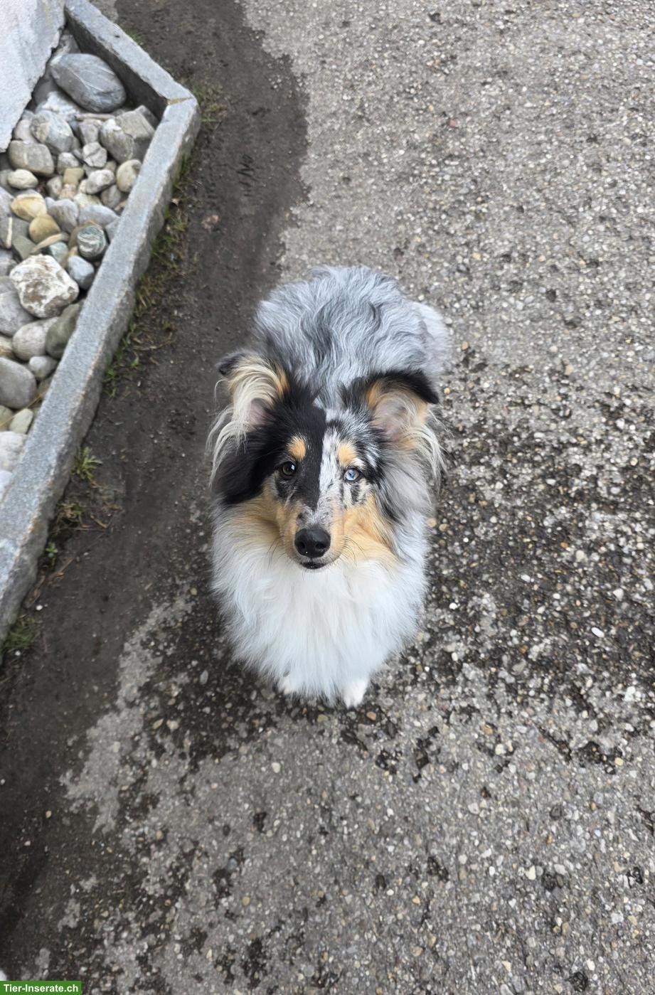 Sheltie Rüde mit FCI-Ahnentafel sucht liebevolles Zuhause