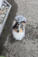 Sheltie Rüde mit FCI-Ahnentafel sucht liebevolles Zuhause