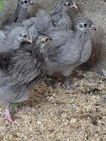 Orpington Gross Hennen Lavender/Perlgrau