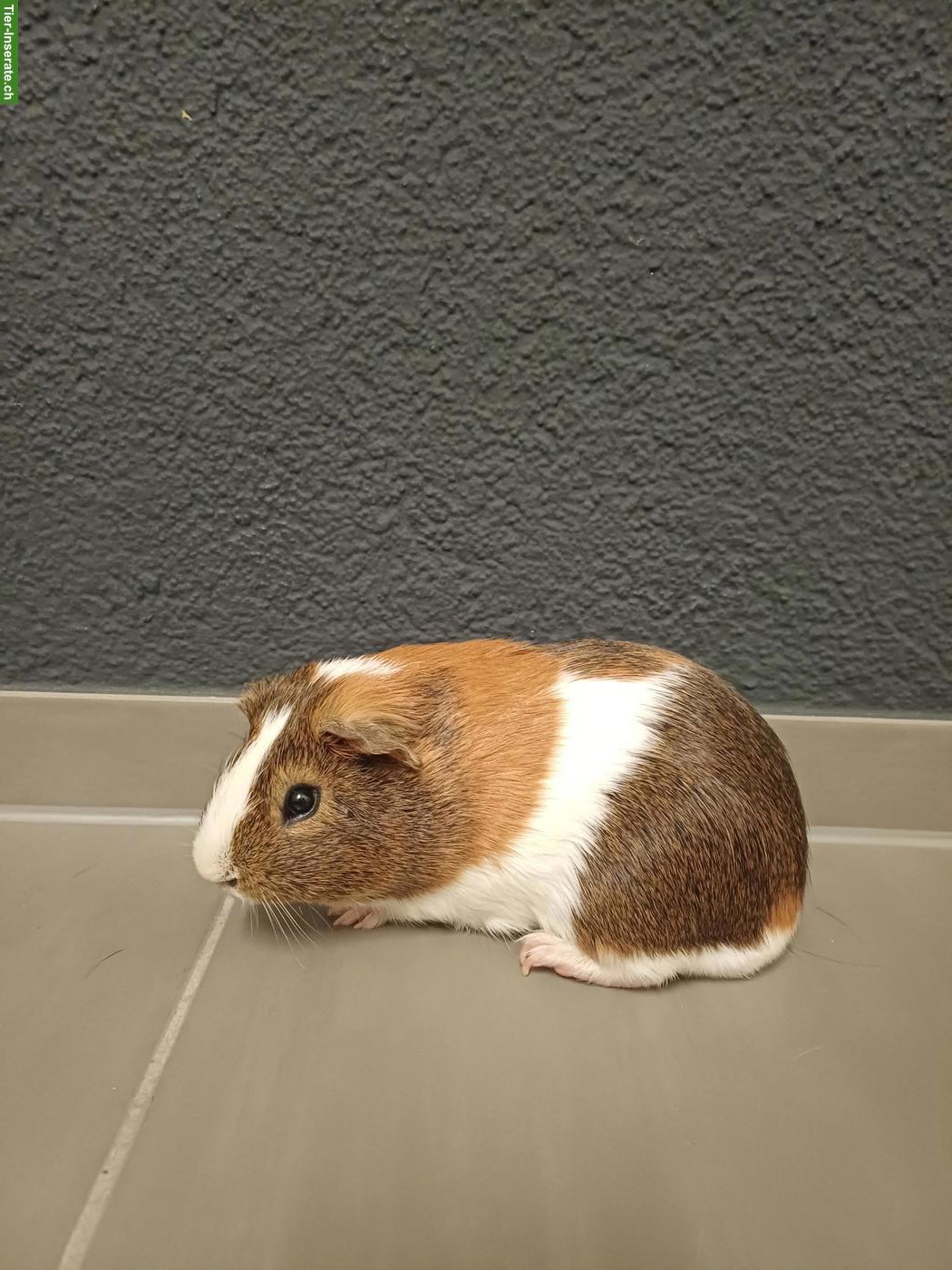 Biete Meerschweinchen Böckli zur Deckung mit Beratung und Betreuung