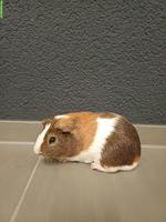 Biete Meerschweinchen Böckli zur Deckung mit Beratung und Betreuung