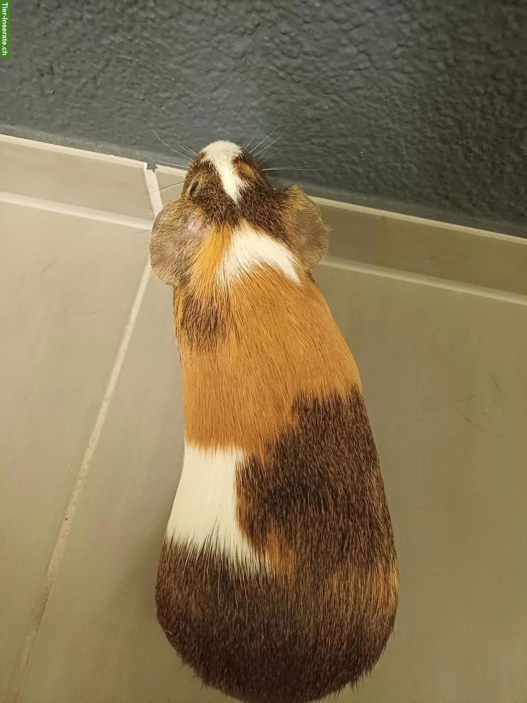 Bild 3: Biete Meerschweinchen Böckli zur Deckung mit Beratung und Betreuung