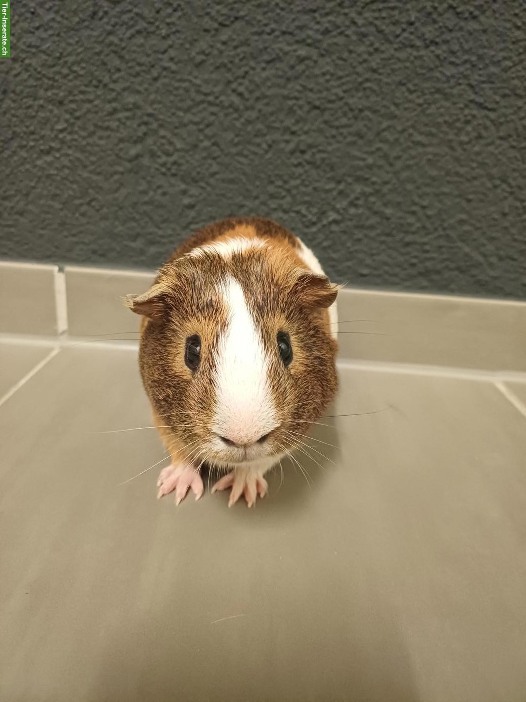 Bild 4: Biete Meerschweinchen Böckli zur Deckung mit Beratung und Betreuung