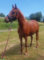 Deutsche Reitpony Stute, 4-jährig