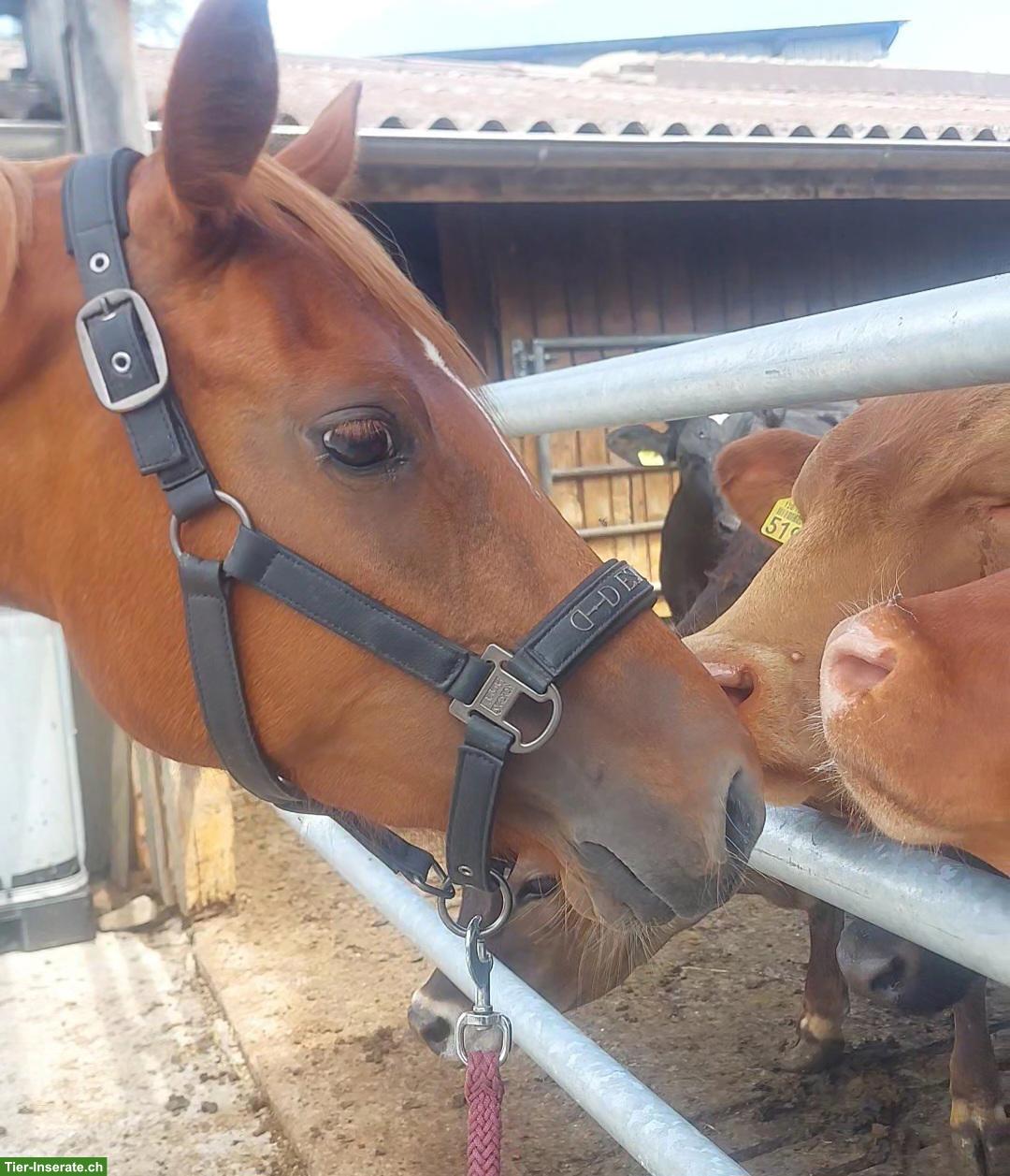 Bild 2: Deutsche Reitpony Stute, 4-jährig